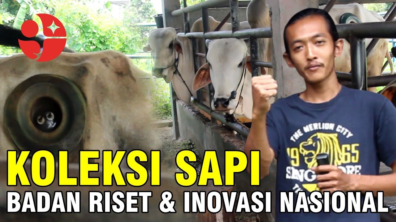 
                                 Koleksi-Sapi-Kandang-BRIN-Badan-Riset-Dan-Inovasi-Nasional